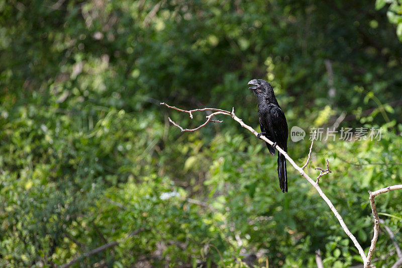 嘴巴光滑的阿尼(Crotophaga Ani)坐在树上的早午餐